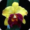 Blc. Chunyeah Good Life No.1